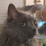 Profile photo of Tyracat